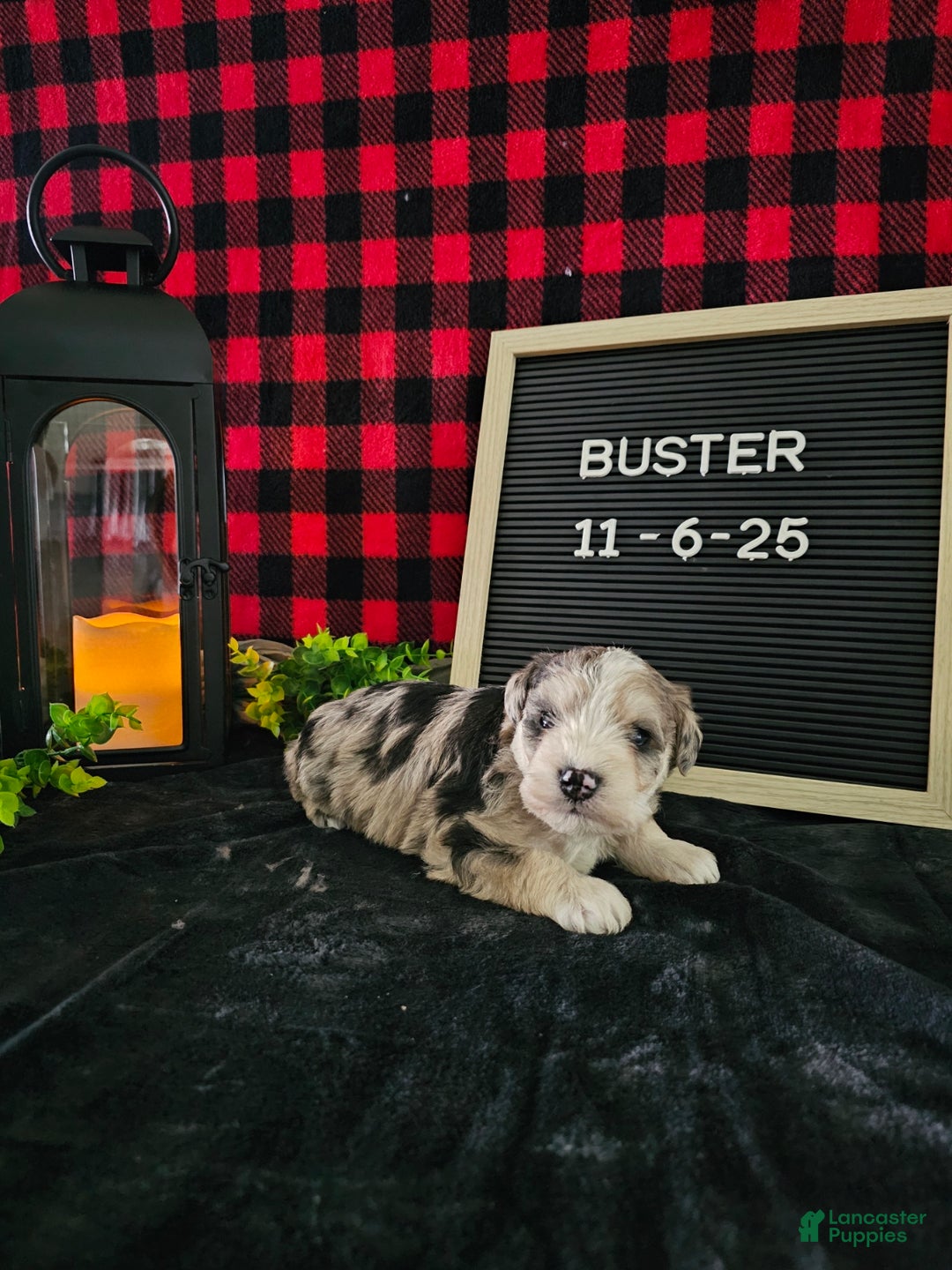 Miniature Schnauzer dogs for sale: Buster - Ad 8