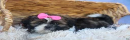 Shih Tzu dogs for sale: RUBY - Ad 6