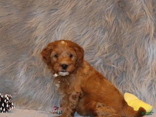 Mini Goldendoodle dogs Whitney 🌷 Genetic Clear Parents - Ad 13