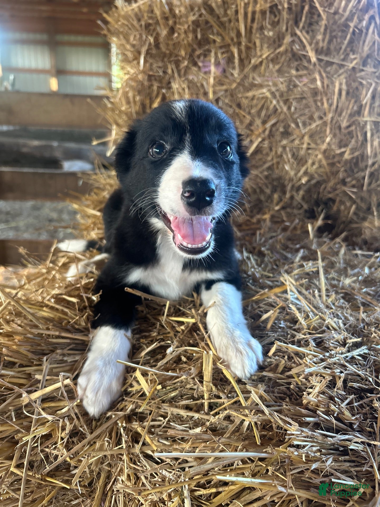 Border Collie dogs Border Collie 4 - Ad 12