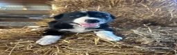 Border Collie dogs for sale: Border Collie 4 - Ad 1