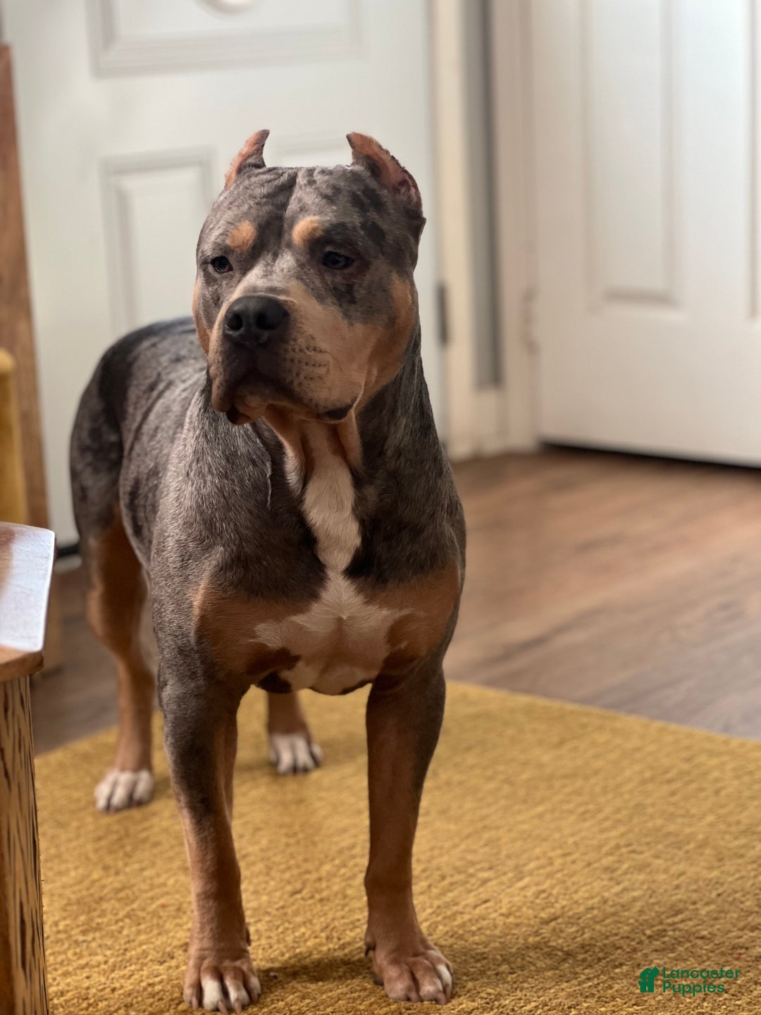 American Bully dogs for sale: American bully classic  - Ad 12