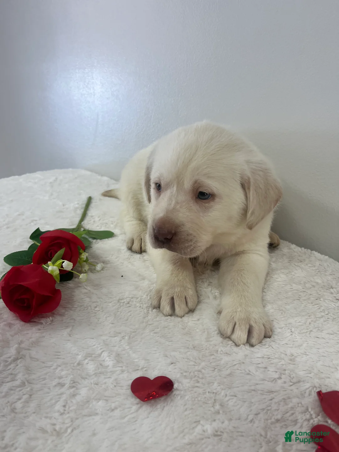Labrador Retriever dogs for sale: Marley - Ad 5