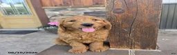 Goldendoodle dogs for sale: Jake - Ad 3
