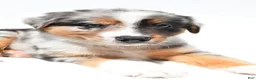 Australian Shepherd dogs for sale: Bouncer - Ad 8