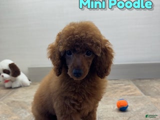 Miniature Poodle dogs Champ - Ad 38