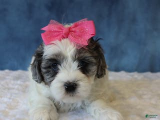 Shihpoo dogs Polly - Ad 30