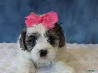 Shihpoo dogs Polly - Ad 34