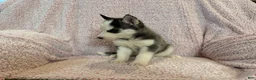 Siberian Husky dogs for sale: Princess Nixie - Ad 15