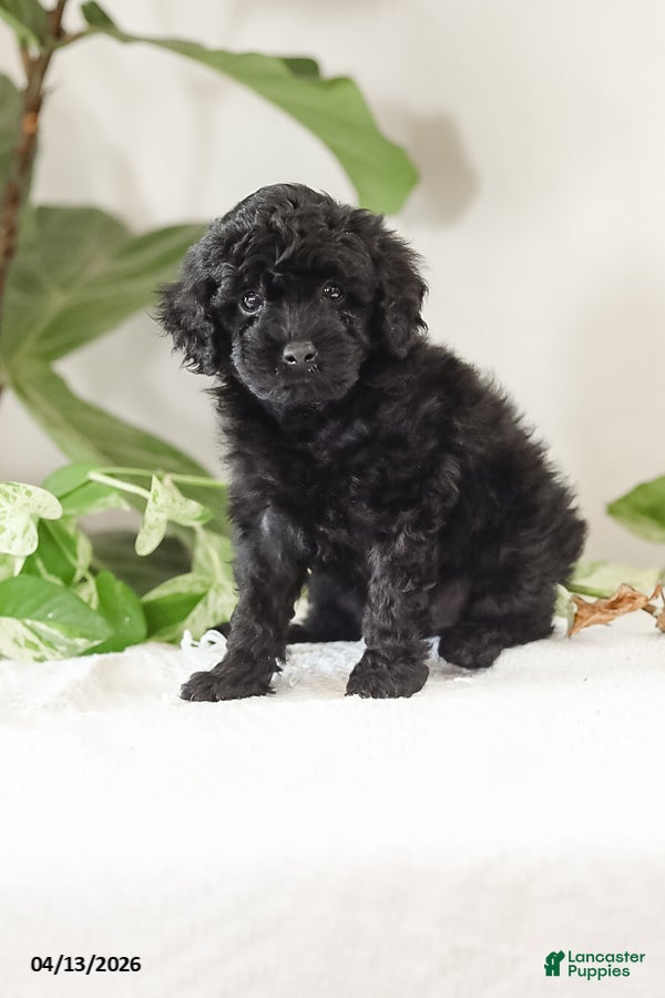 Miniature Poodle dogs Min - Ad 2