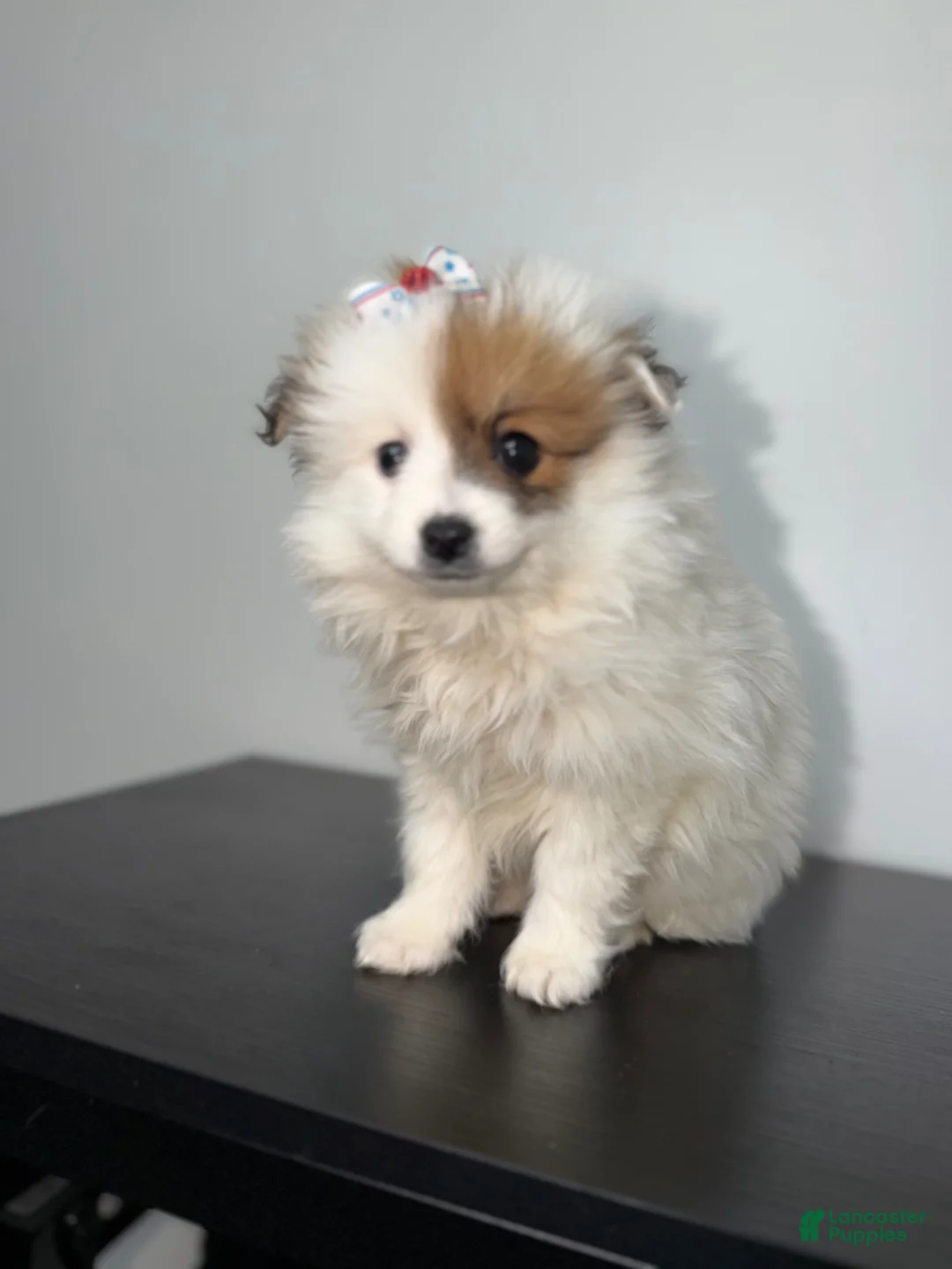 Pomeranian dogs for sale: Pearl - Ad 1