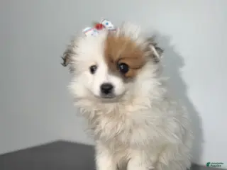 Pomeranian dogs Pearl - Ad 25