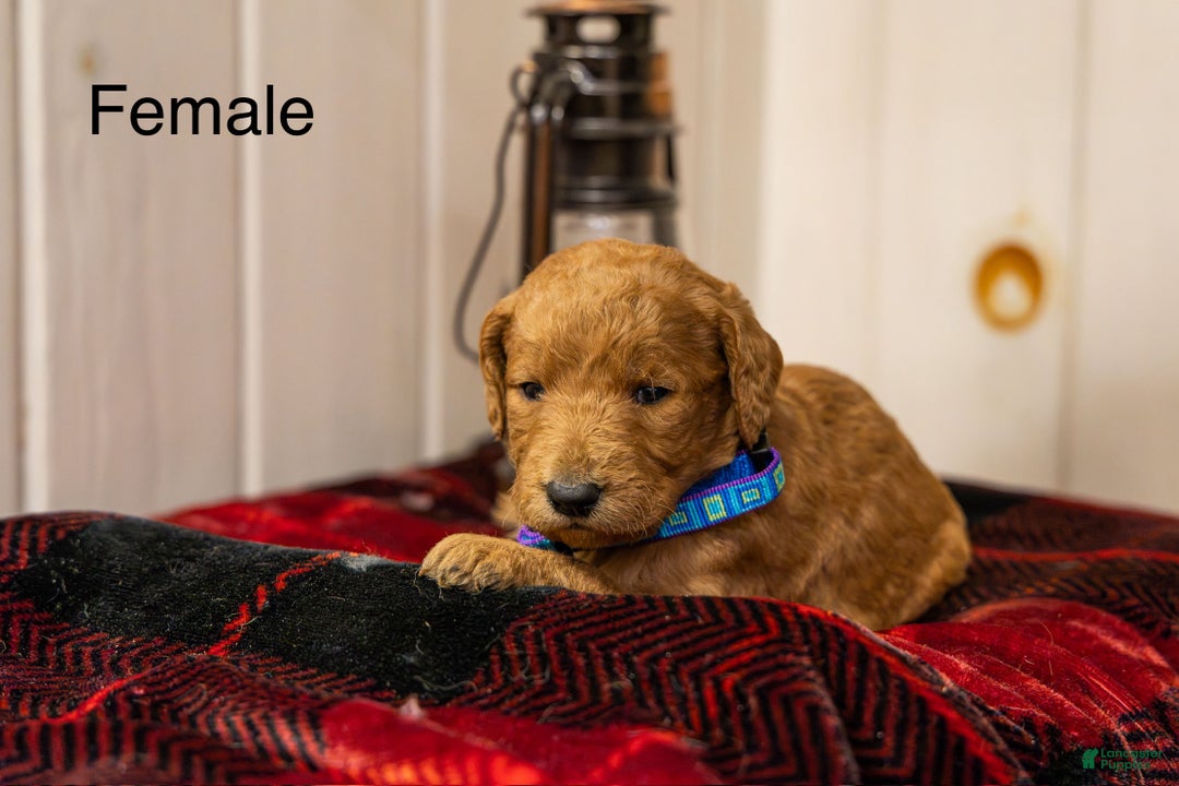 Labradoodle dogs for sale: Megan - Ad 1