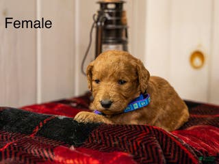 Labradoodle dogs Megan - Ad 14