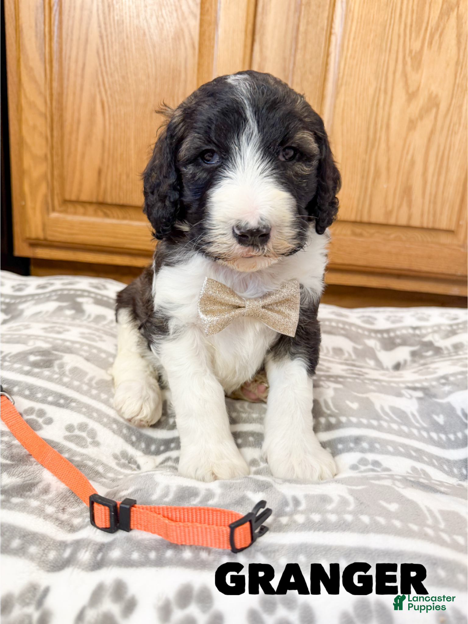 Saint Berdoodles dogs Granger  - Ad 1