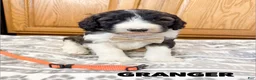 Saint Berdoodles dogs for sale: Granger  - Ad 3