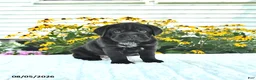 Mini Hippo dogs for sale: Libby - Ad 3