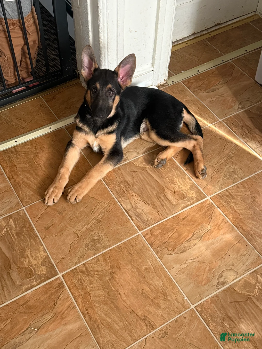German Shepherd dogs for sale: German Shepherd puppy  - Ad 1