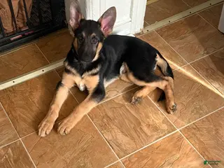 German Shepherd dogs German Shepherd puppy - Ad 5