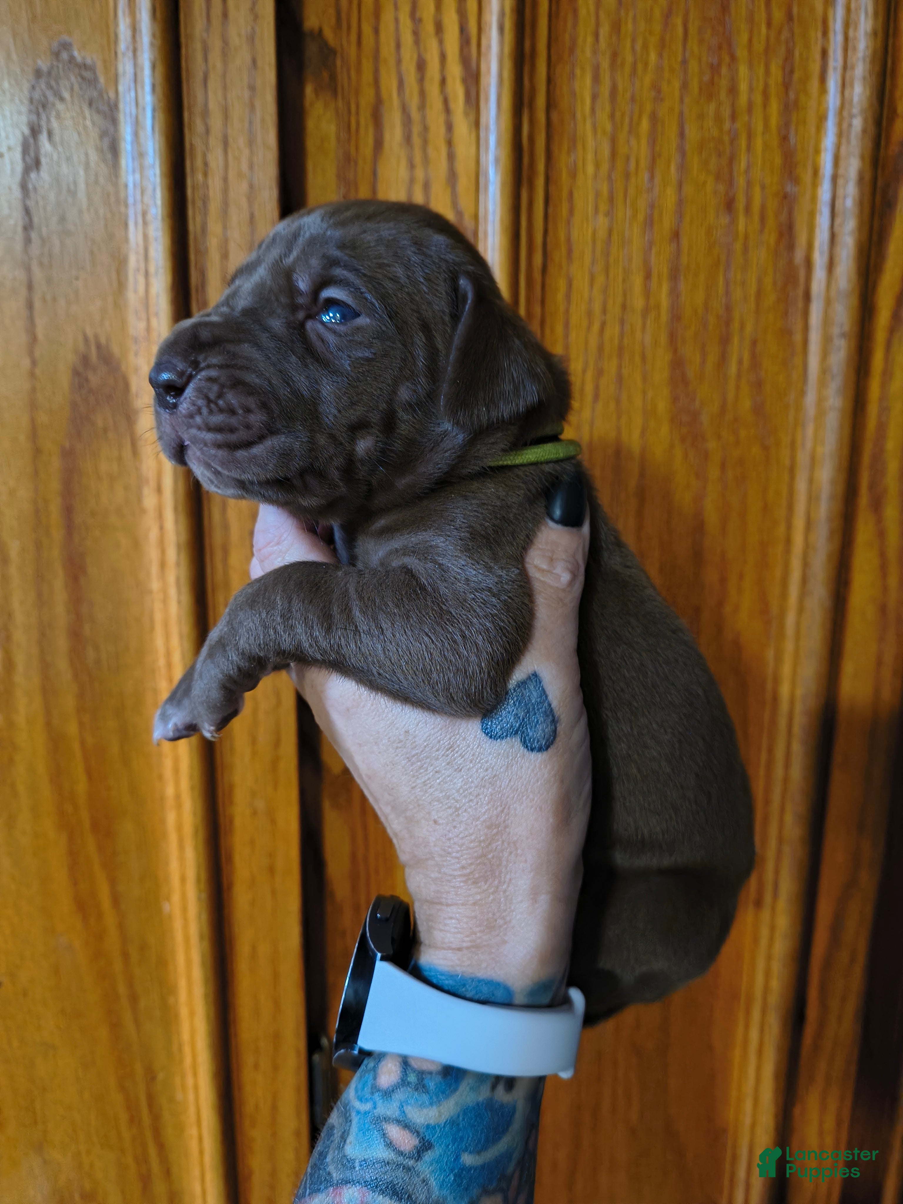 Great Dane dogs Dove  - Ad 23