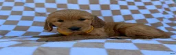 Golden Retriever dogs for sale: Mikey - Ad 7