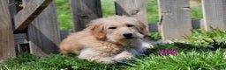 Goldendoodle dogs for sale: Daisy - Ad 8