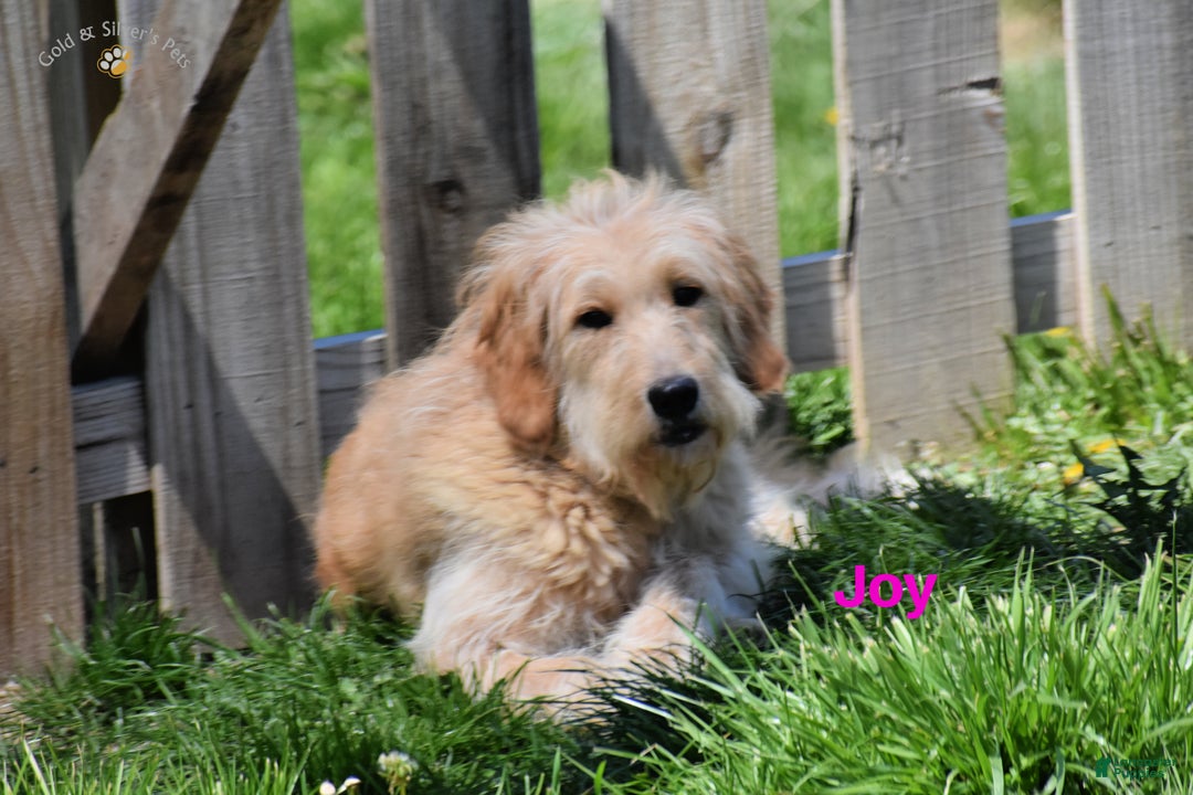 Goldendoodle dogs for sale: Daisy - Ad 8