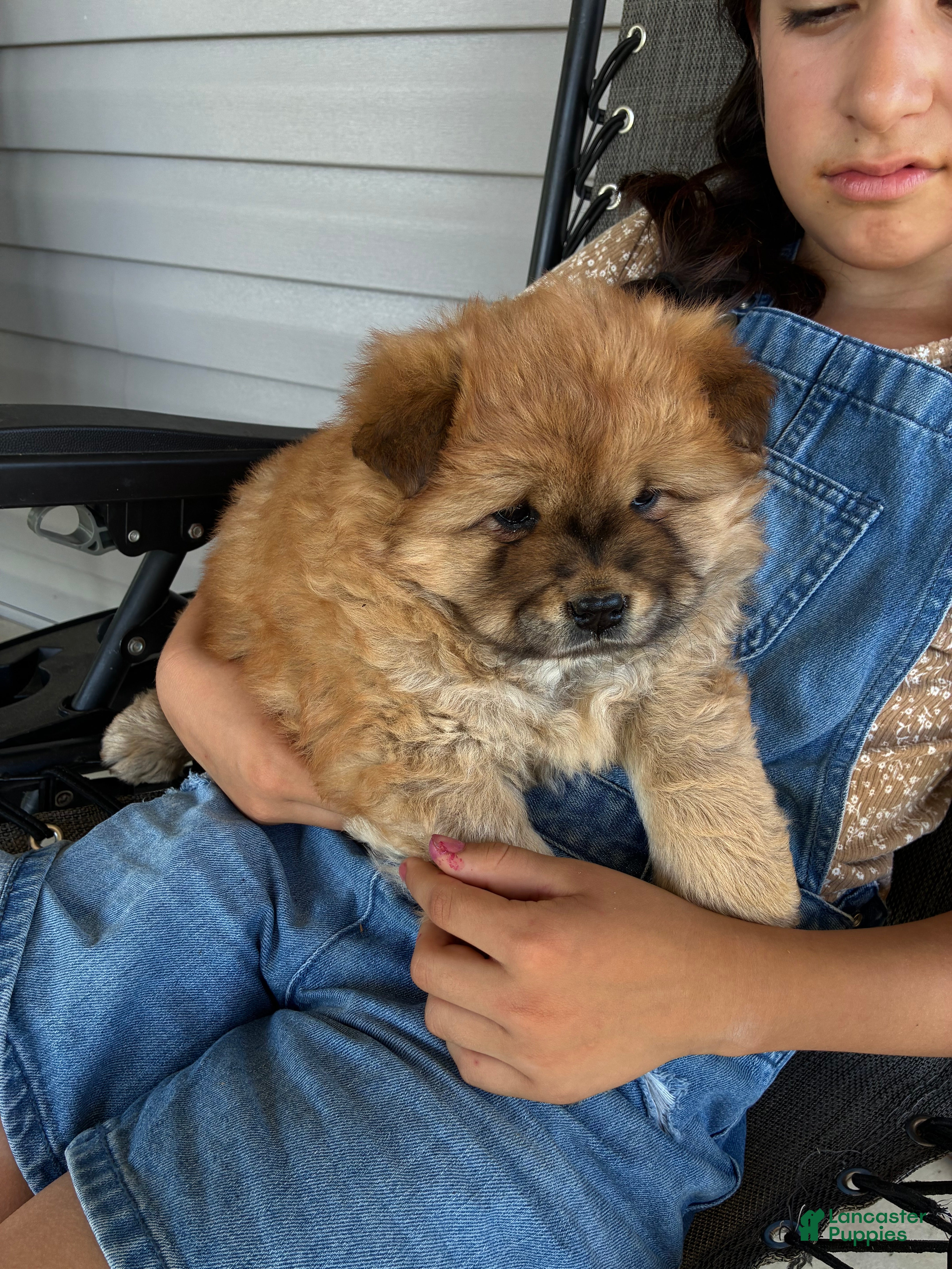 Chow Chow dogs Lila - Ad 1