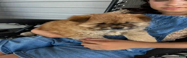Lila