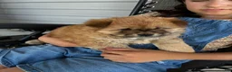 Chow Chow dogs for sale: Lila - Ad 1