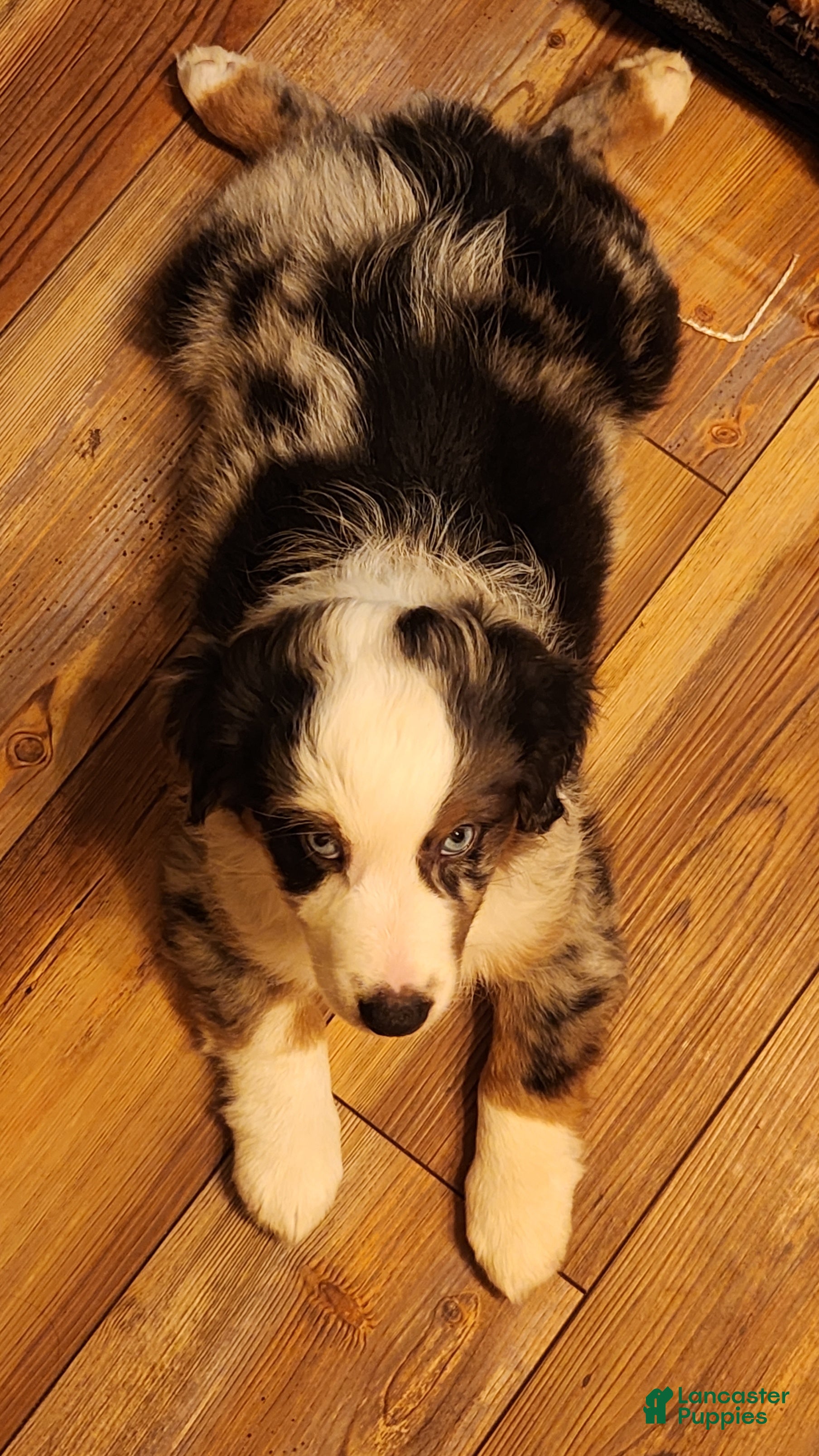 Miniature Australian Shepherd dogs Miniature Australian Shepherd Puppy 1 - Ad 2
