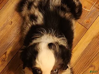 Miniature Australian Shepherd dogs Miniature Australian Shepherd Puppy 1 - Ad 28