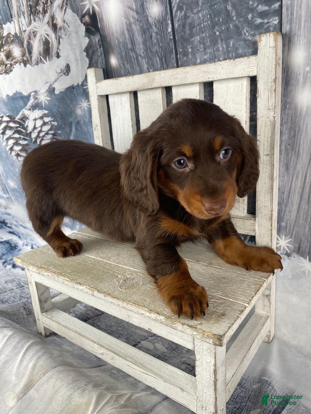Miniature Dachshund dogs for sale: Lexi - Ad 4