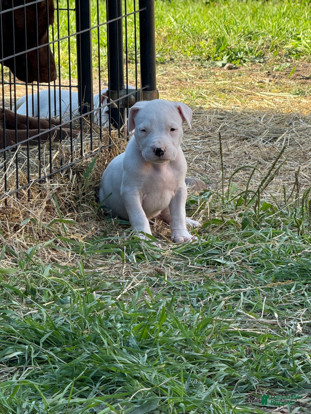 Dogo Argentino dogs for sale: Puppy M3 - Ad 21