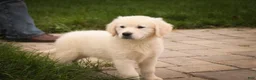 Golden Retriever dogs for sale: Norah - Ad 8