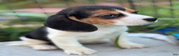 Beagle dogs for sale: Emily - Ad 4