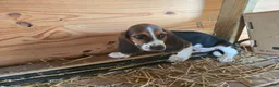 Basset Hound dogs for sale: Baxter Basset Hound - Ad 2
