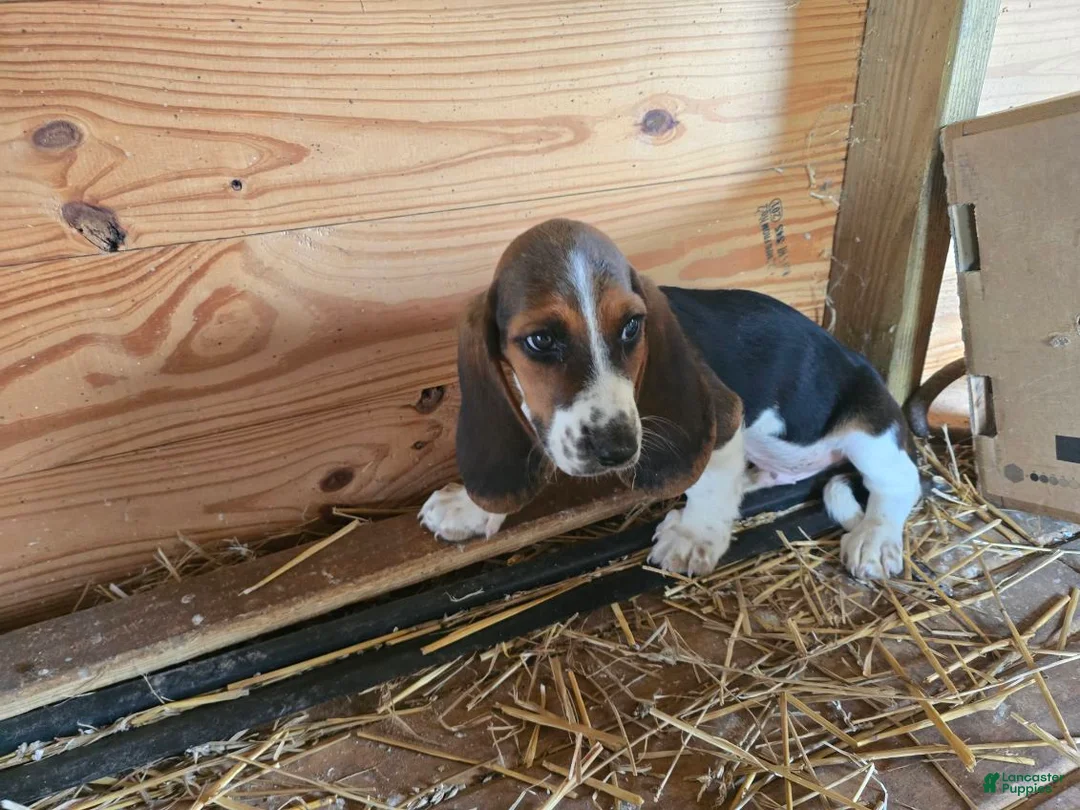 Basset Hound dogs for sale: Baxter Basset Hound - Ad 2