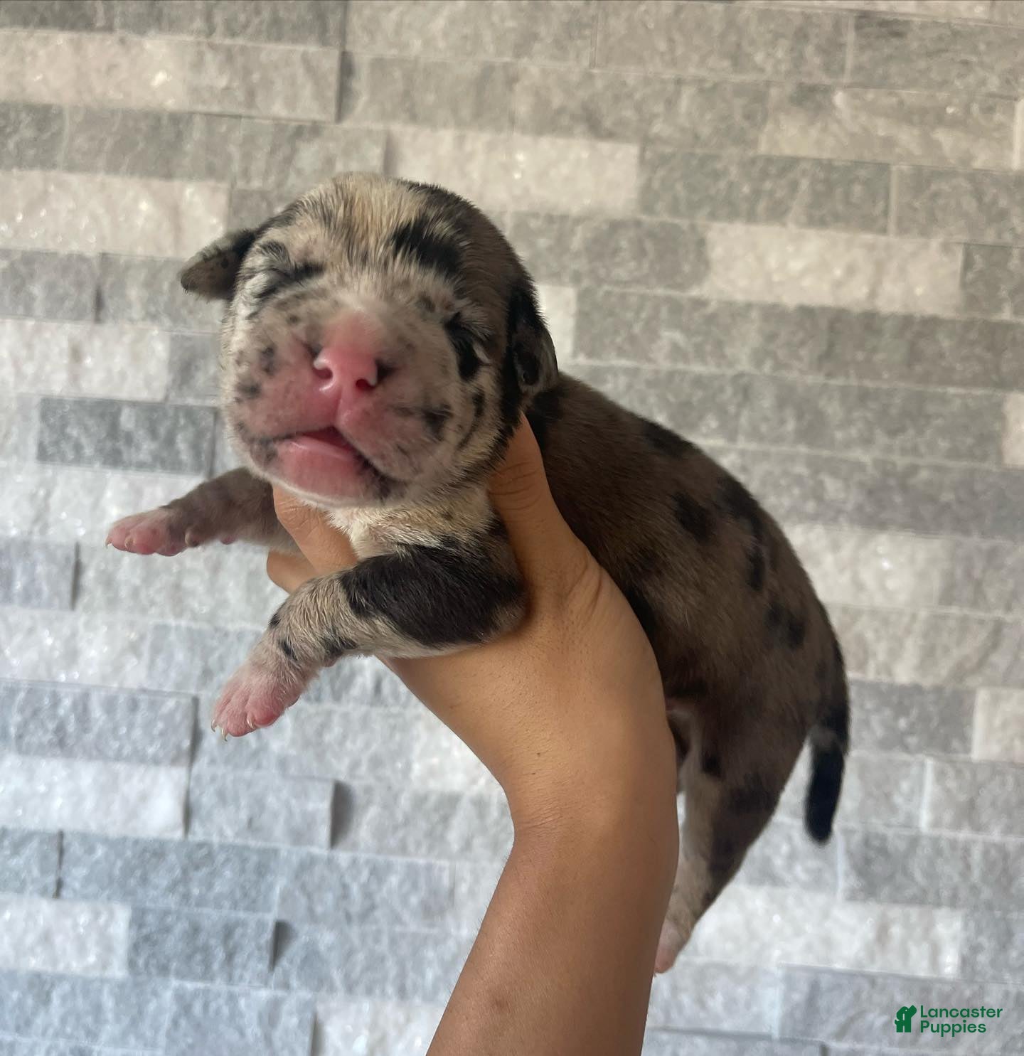 Cane Corso dogs Sentinel & Soul Louis XIII: North American Mastiff-Black Merle  - Ad 8