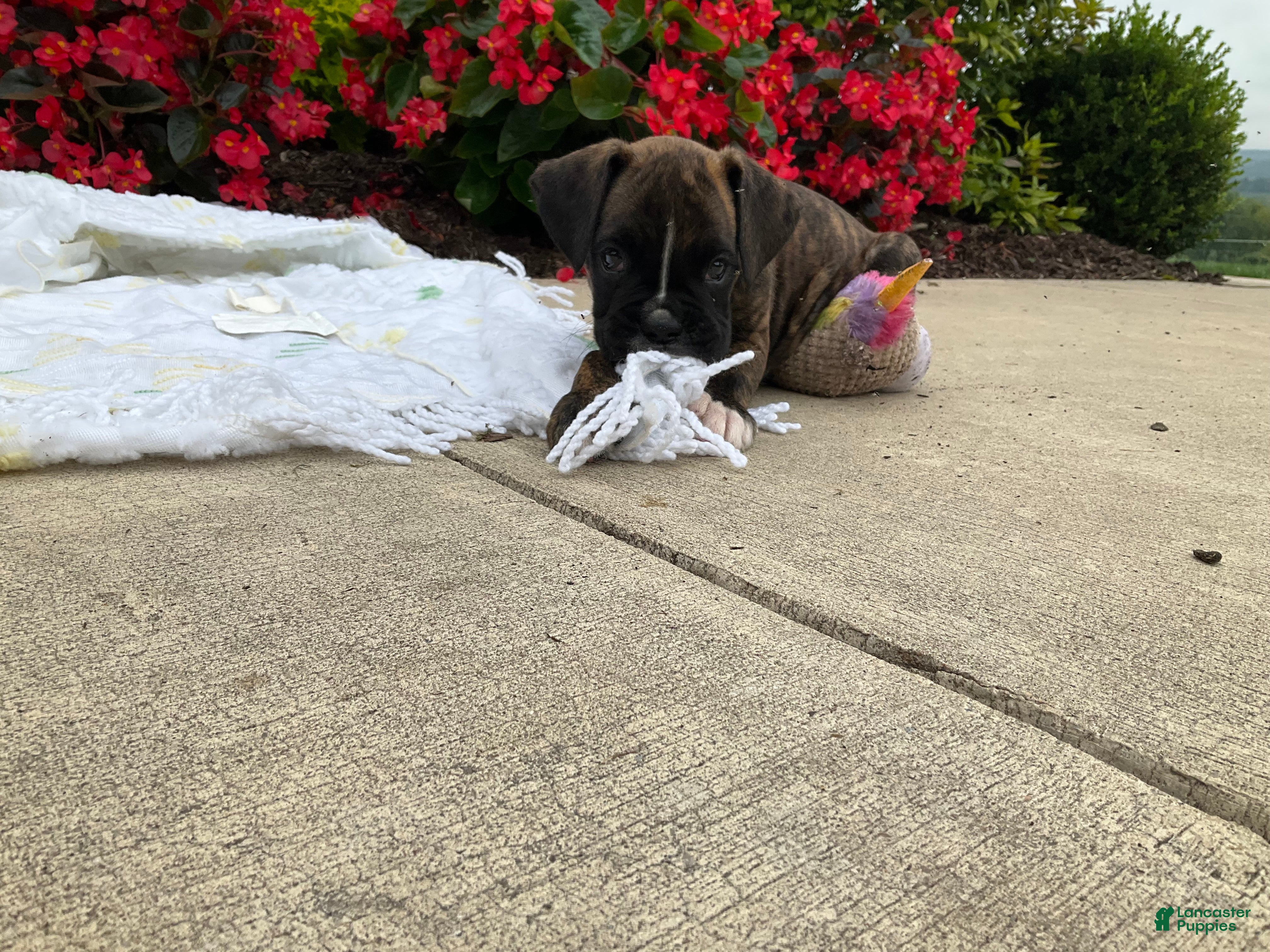 Boxer dogs Kiara - Ad 1