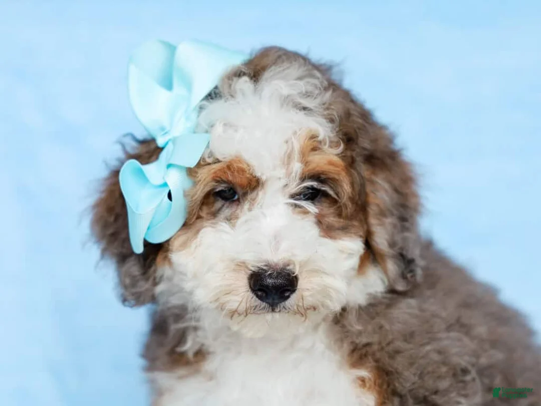 Mini Bernedoodle dogs for sale: Scottie - Ad 2