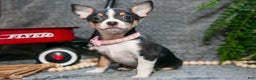 Chihuahua dogs for sale: Chico - Ad 2