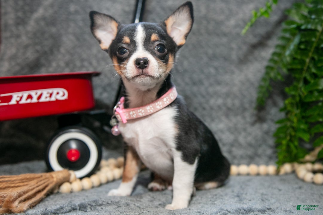 Chihuahua dogs for sale: Chico - Ad 2