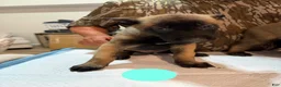 Belgian Malinois dogs for sale: Belgian Malinois 2 - Ad 4