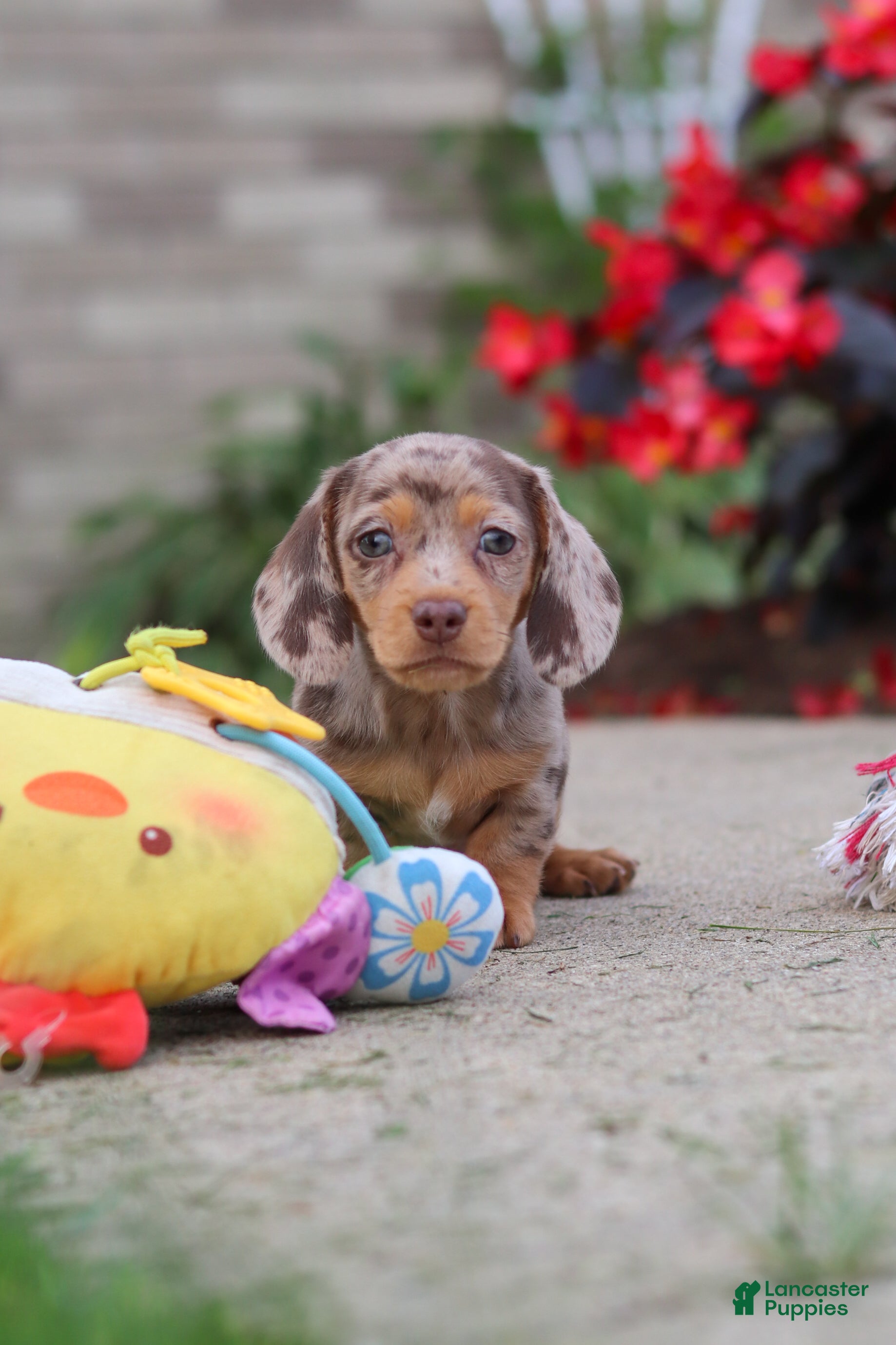 Miniature Dachshund dogs for sale: Ivy - Ad 1
