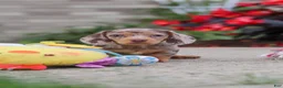 Miniature Dachshund dogs for sale: Ivy - Ad 1