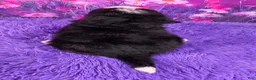 Mini Bernedoodle dogs for sale: Clover - Ad 4