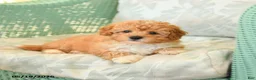 Maltipoo dogs for sale: Willow - Ad 3
