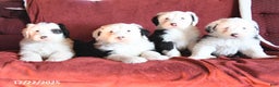 Old English Sheepdog dogs for sale: Maxwell - Ad 3