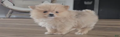 Pomeranian Puppy 1